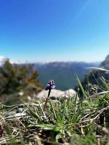 Muscari coeruleum, photograph 5
