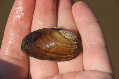 Unio crassus Philipsson, 1788