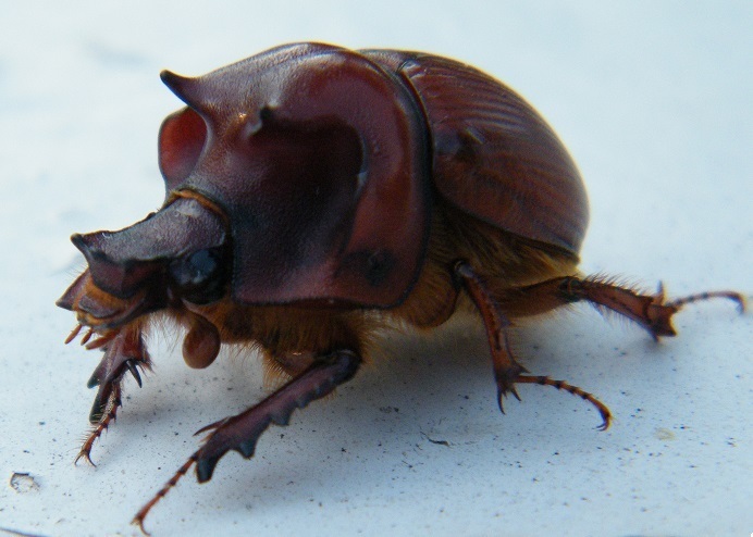 Bradycinetulus