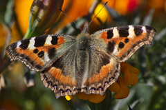 Aglais caschmirensis