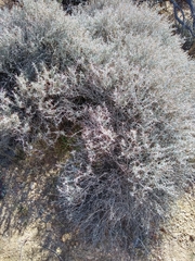 Tetradymia stenolepis
