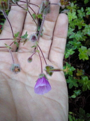 Geranium holosericeum