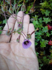 Geranium holosericeum