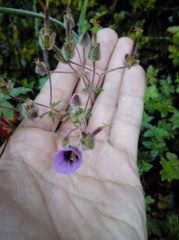 Geranium holosericeum