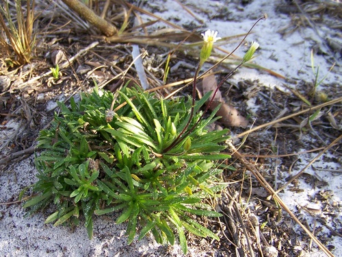 Neja marginata