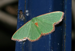 Heterorachis devocata