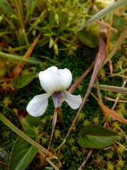 Viola humilis