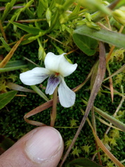 Viola humilis