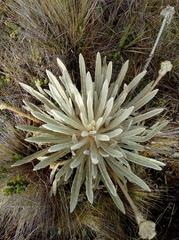 Espeletia congestiflora