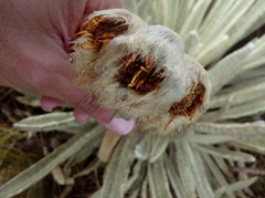 Espeletia congestiflora