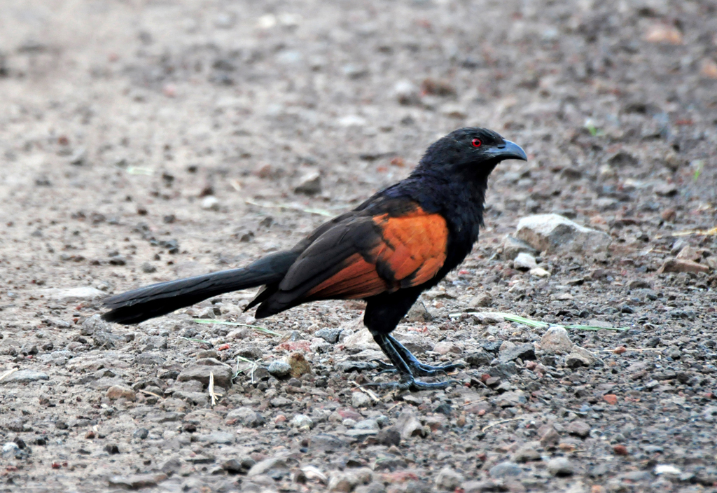 Sunda Coucal (Centropus nigrorufus) photo