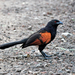 Sunda Coucal - Photo (c) FatihPR, some rights reserved (CC BY-SA)