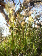 Dasypogon