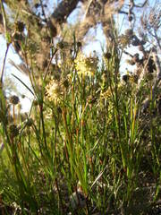 Dasypogon