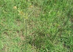 Cyperus natalensis