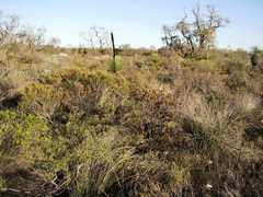 Xanthorrhoea drummondii