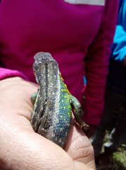 Stenocercus trachycephalus