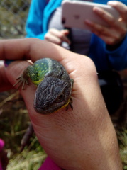 Stenocercus trachycephalus