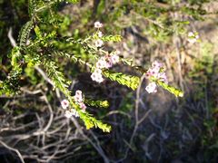 Thryptomene