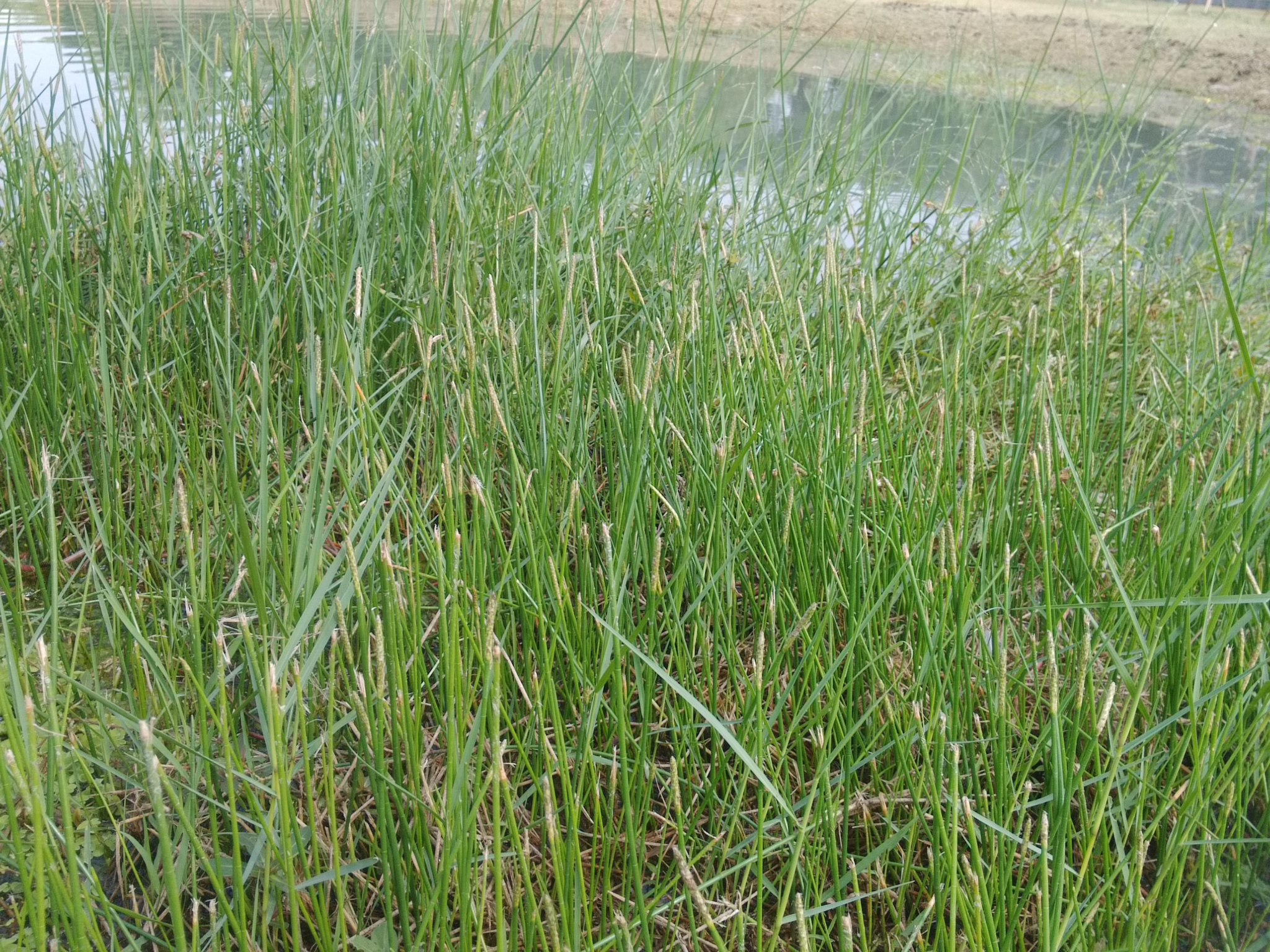 (c) allen83059, certains droits réservés (CC BY-NC) https://www.inaturalist.org/observations/18717243