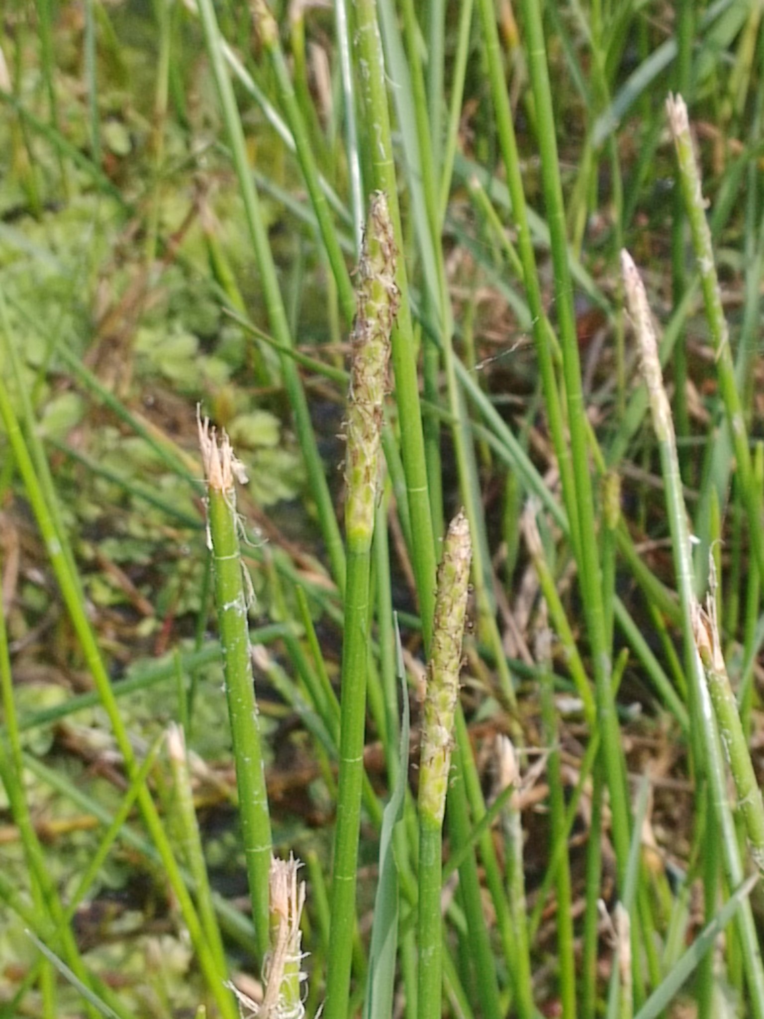 (c) allen83059, certains droits réservés (CC BY-NC) https://www.inaturalist.org/observations/18717243