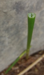 Eleocharis dulcis