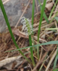Eleocharis dulcis