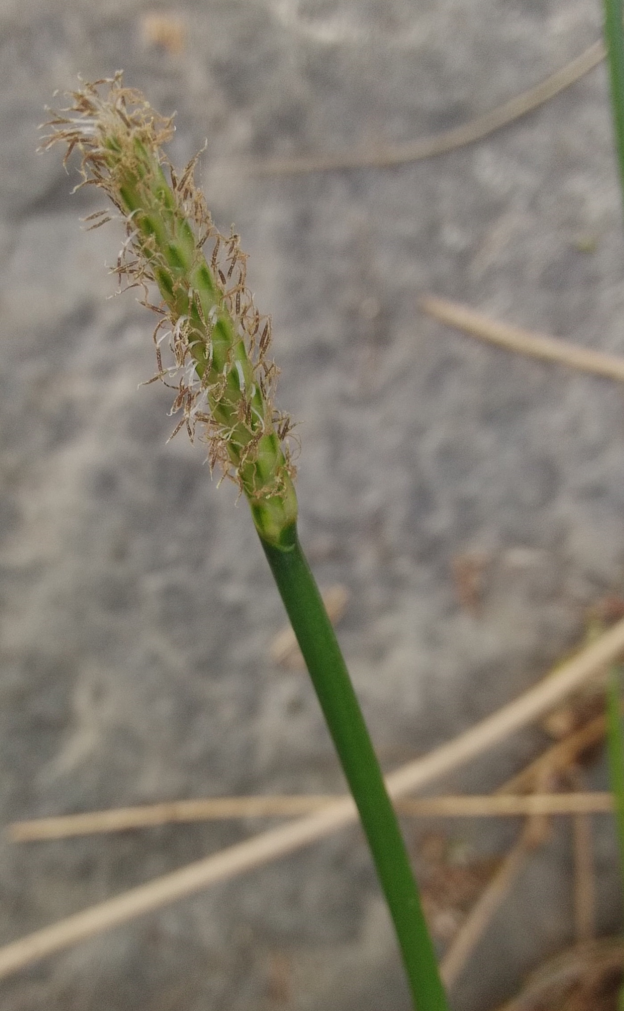(c) allen83059, certains droits réservés (CC BY-NC) https://www.inaturalist.org/observations/18717243