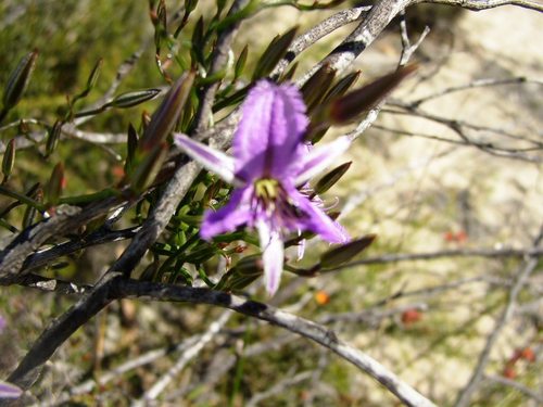 Image of Fringed Lily (Thysanotus manglesianus) by (c) Tony Rebelo, some rights reserved (CC BY-SA)