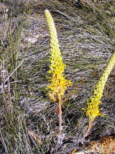 Image of Grevillea eriostachya by (c) Tony Rebelo, some rights reserved (CC BY-SA)