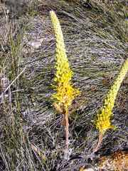 Grevillea eriostachya
