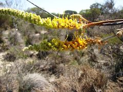 Grevillea eriostachya