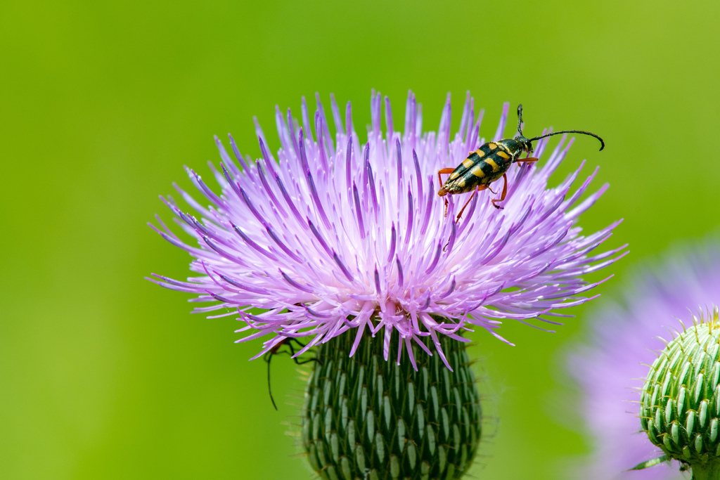 Notched-tipped flower longhorn beetle from Lewisville, TX, USA on June