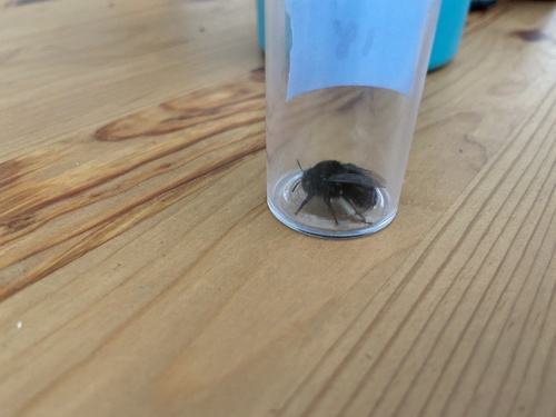 iNaturalist observation photo of Apine Bees