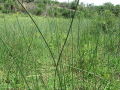 Cyperus natalensis