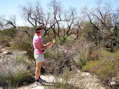 Grevillea eriostachya