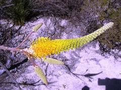 Grevillea eriostachya