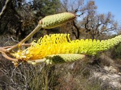 Grevillea eriostachya