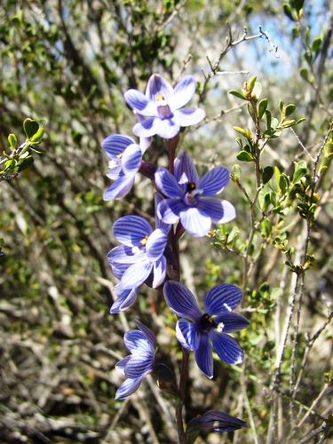 Image of Thelymitra campanulata by (c) Tony Rebelo, some rights reserved (CC BY-SA)