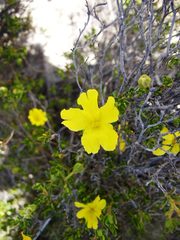 Hibbertia hypericoides
