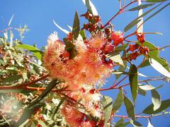 Eucalyptus torquata