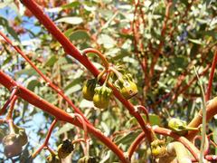 Eucalyptus torquata