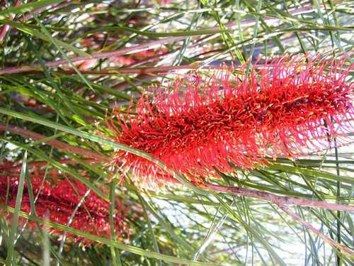 Image of Hakea bucculenta by (c) Tony Rebelo, some rights reserved (CC BY-SA)