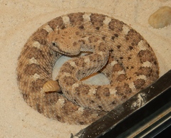 Crotalus cerastes cercobombus