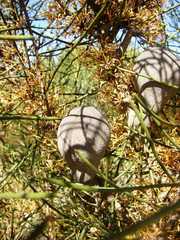 Hakea platysperma