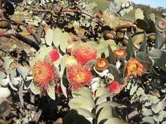 Eucalyptus macrocarpa