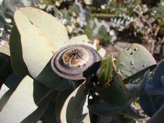 Eucalyptus macrocarpa