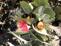 Eucalyptus macrocarpa