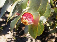 Eucalyptus macrocarpa