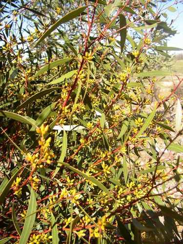 Image of Eucalyptus rigidula by (c) Tony Rebelo, some rights reserved (CC BY-SA)